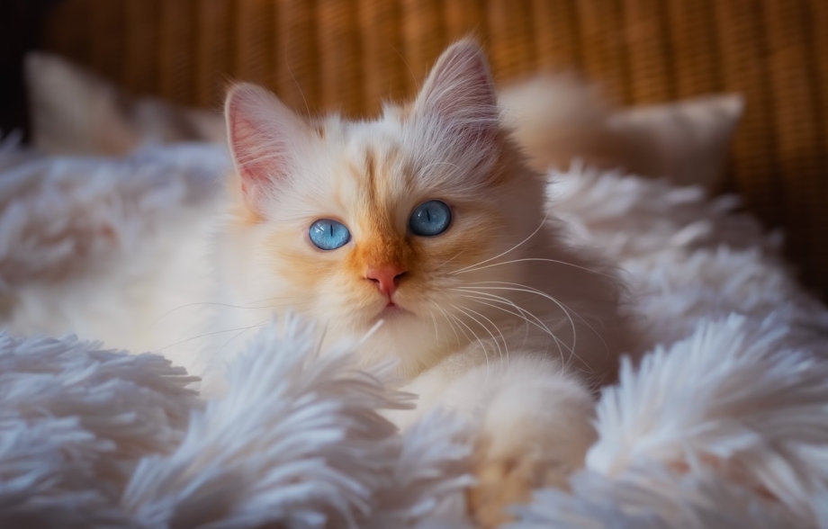 Красивые кошки