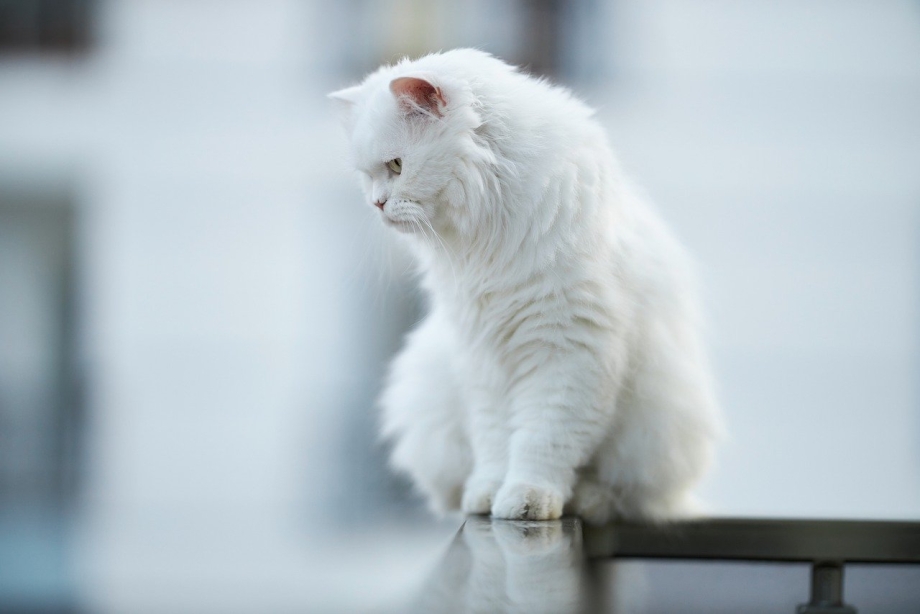 Кот альбинос