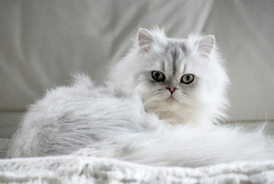 Кот перс окрас шиншилла