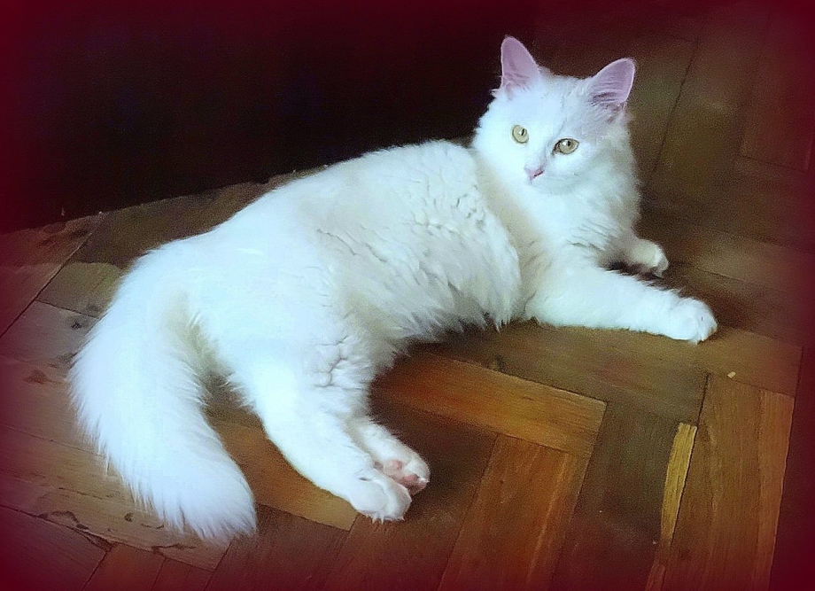Сибирская ангорка кошки