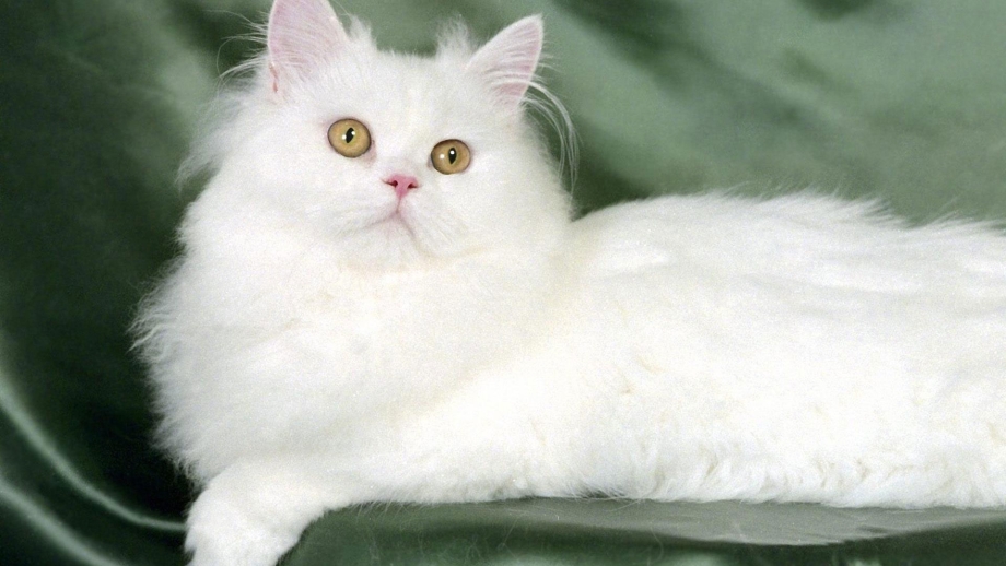 Белый длинношерстный кот