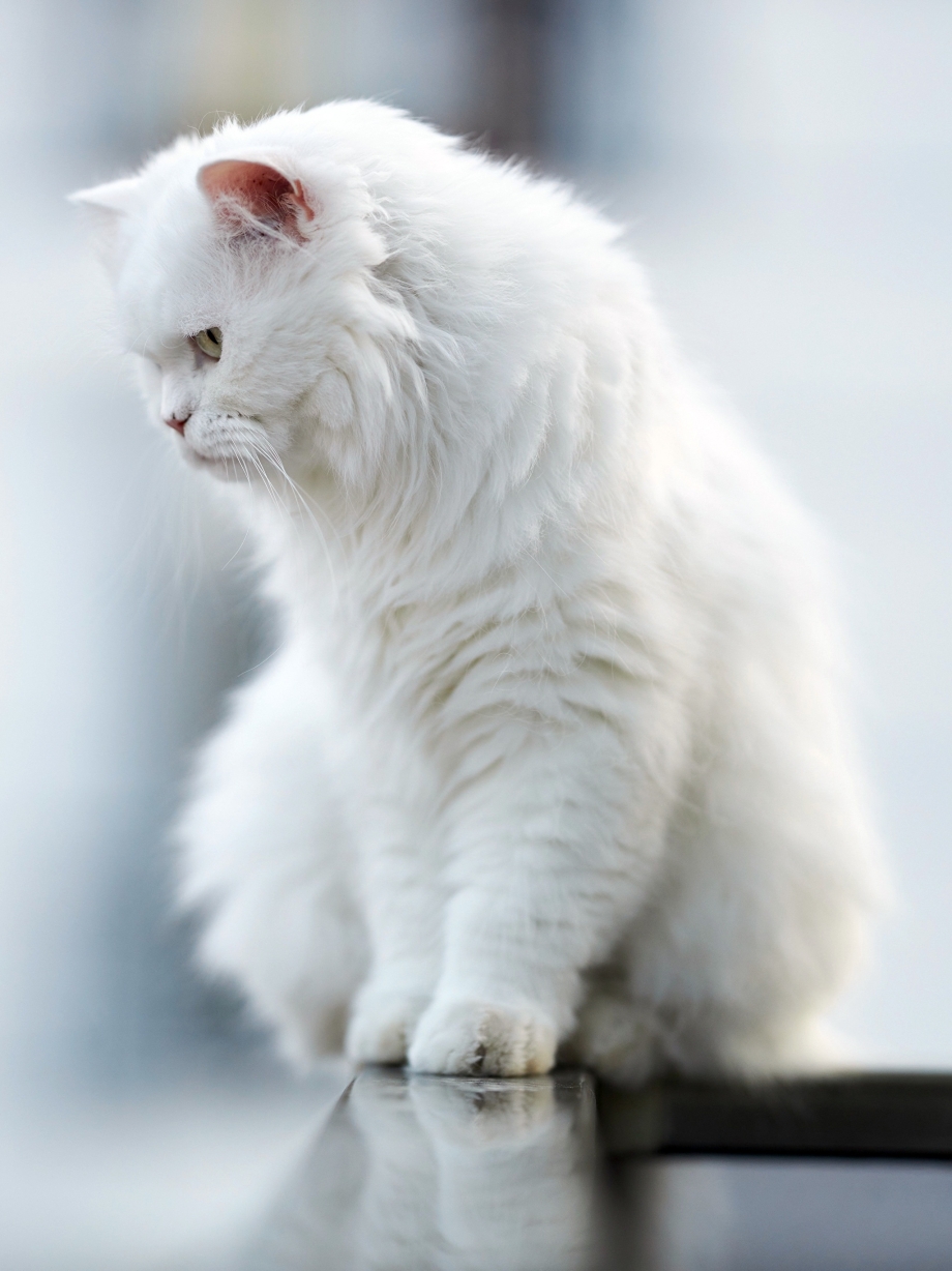 Белая пушистая кошка