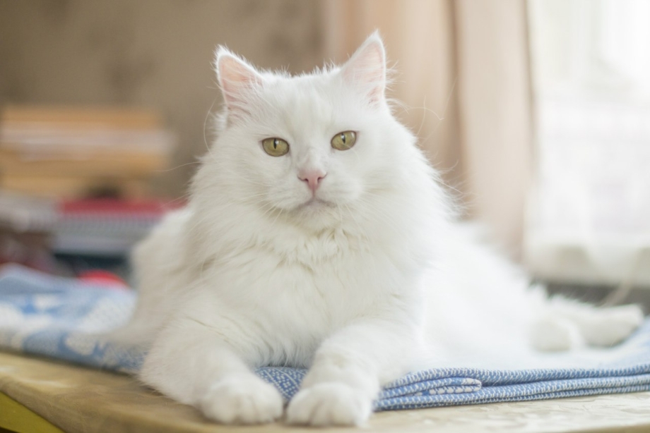 Белые пушистые коты