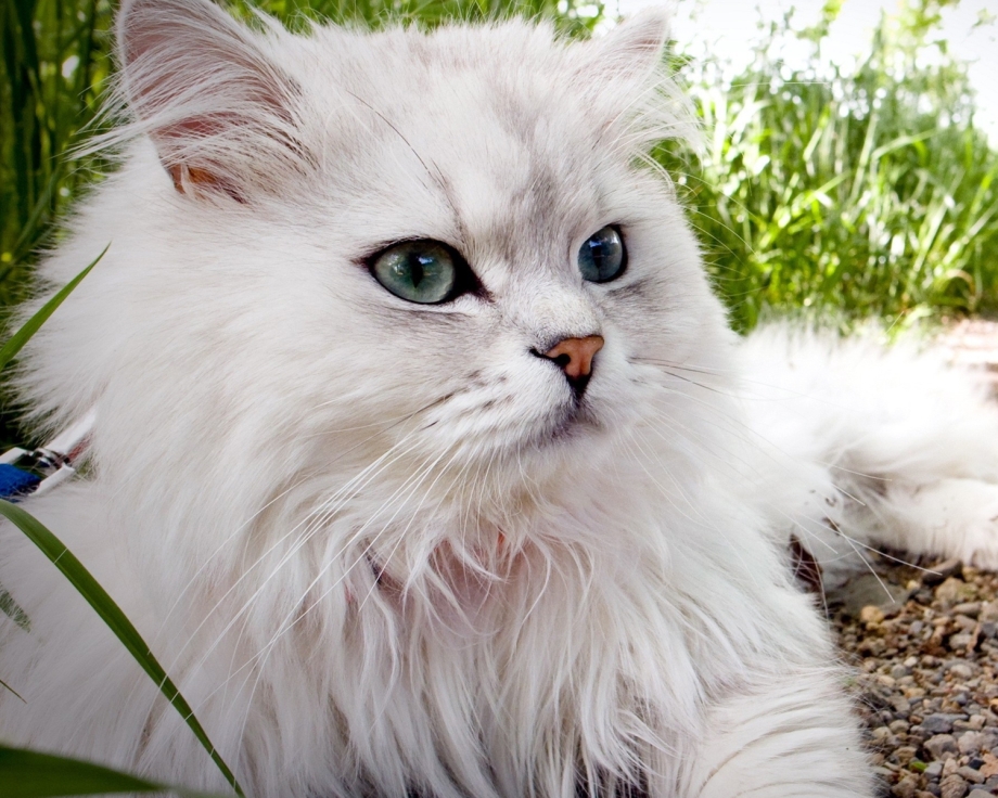 Персидская ангора кошка