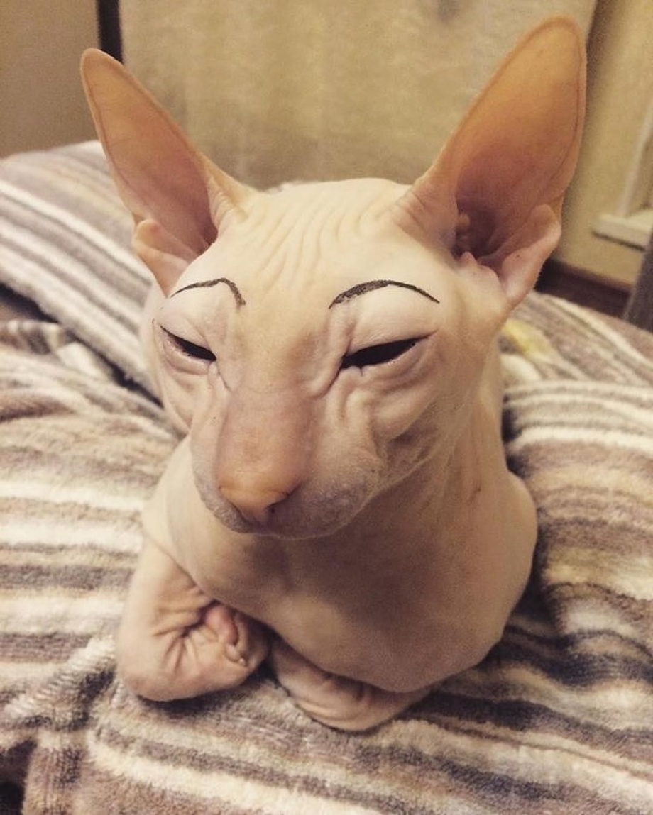 Смешные лысые кошки