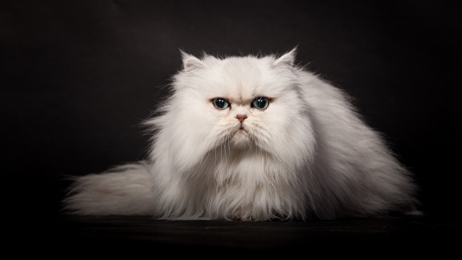 Персидская кошка белая