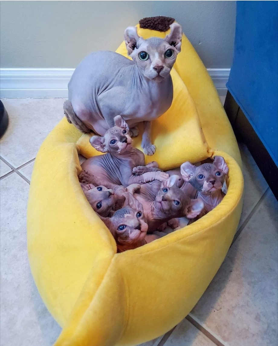 Смешные котята сфинксы