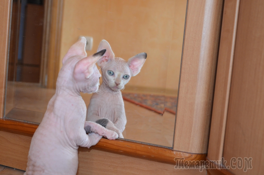 Смешные котята сфинксы