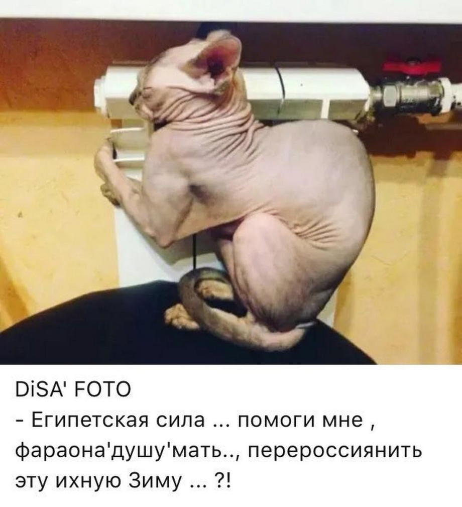 Шутки про сфинкса