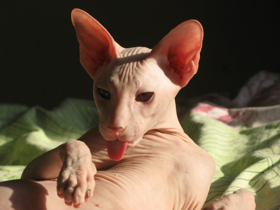 Сфинкс кот