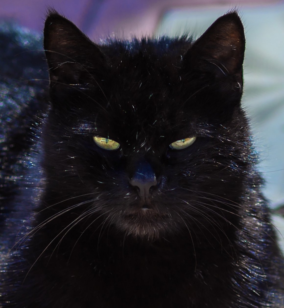Черный котяра