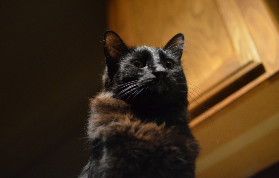 Черный котяра
