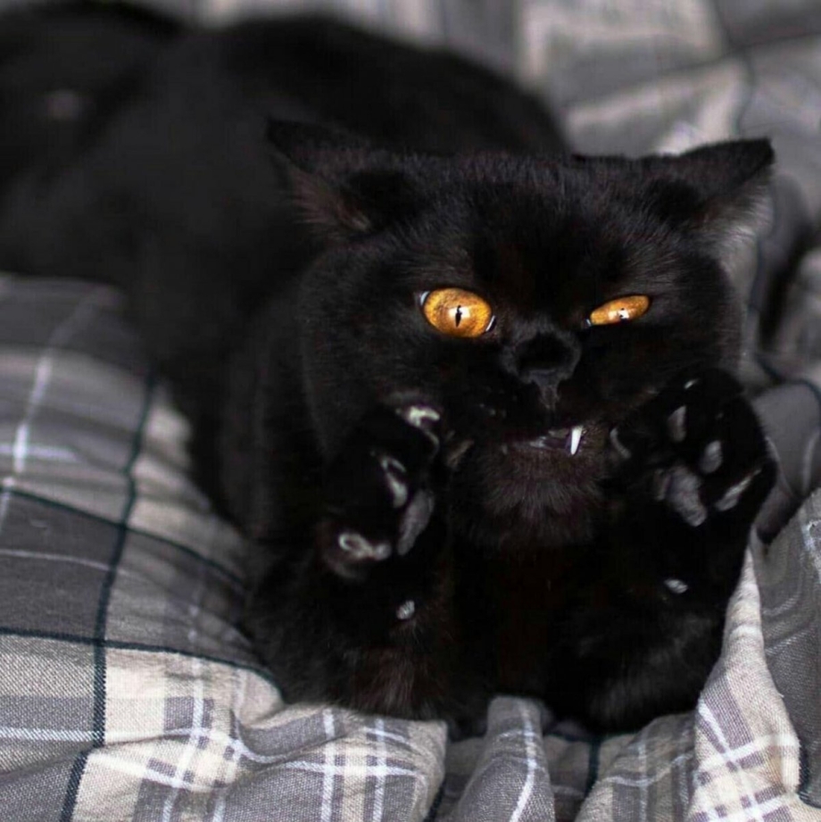 Черный кот красавчик