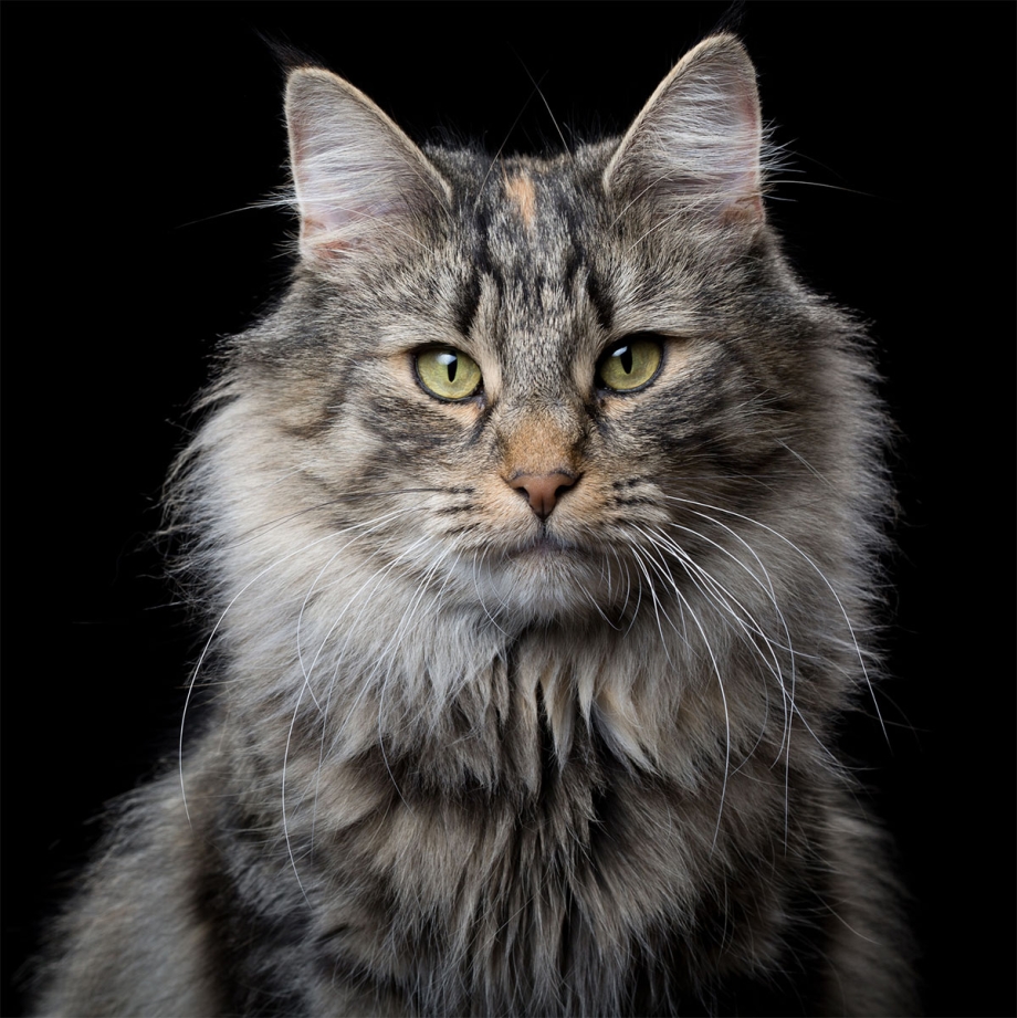 Домашняя черная кошка