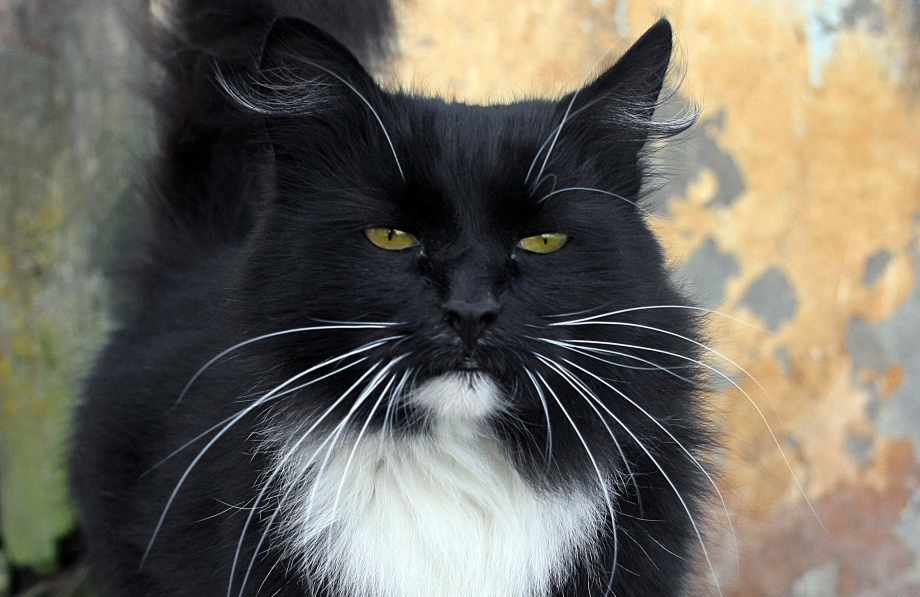 Мартовский котяра