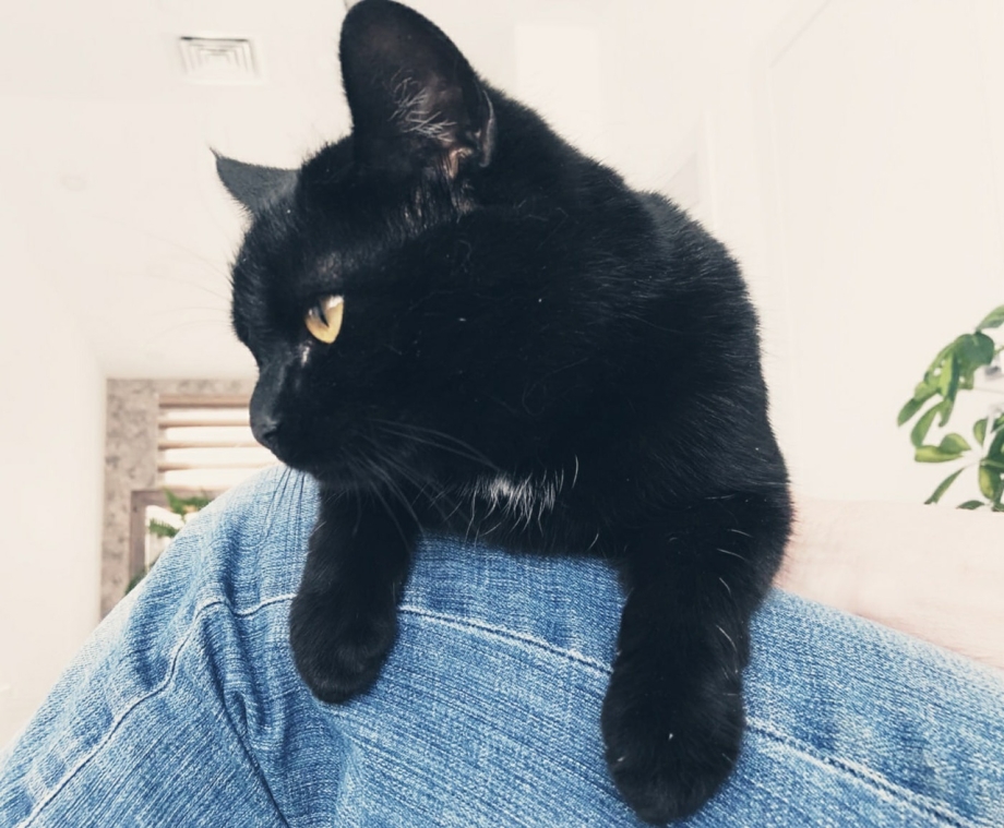 Черная кошка крупный план