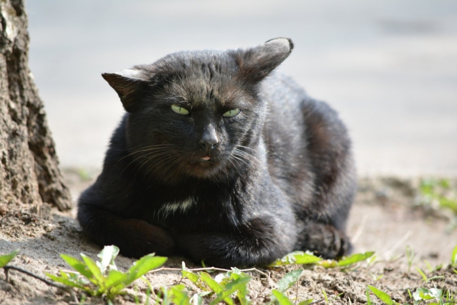 Кот котяра