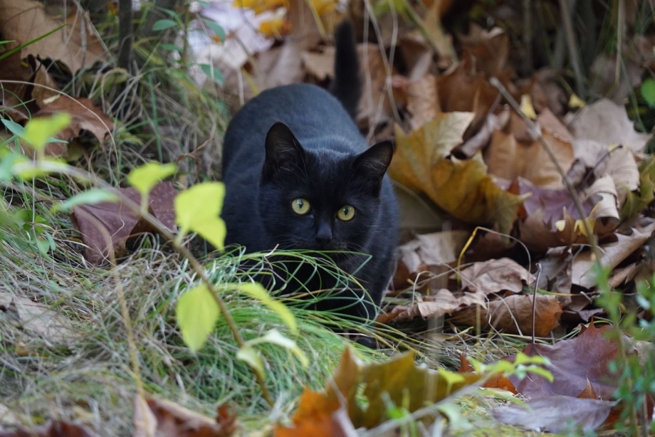 Уличный кот