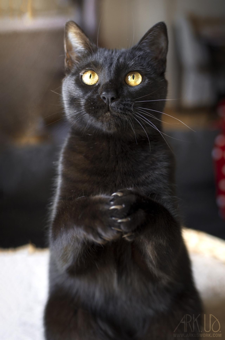 Милые чёрные котики