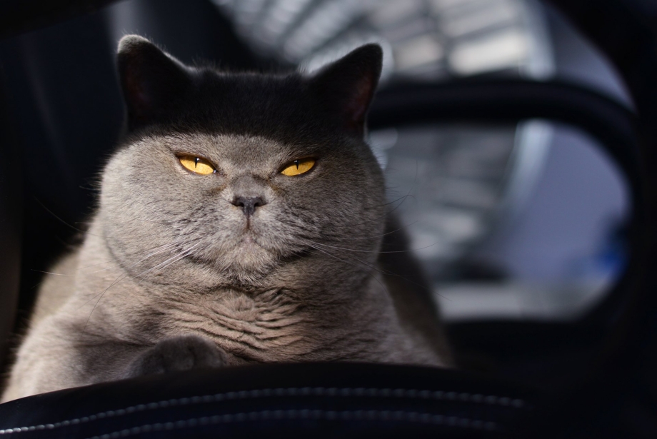 Зубастый кот