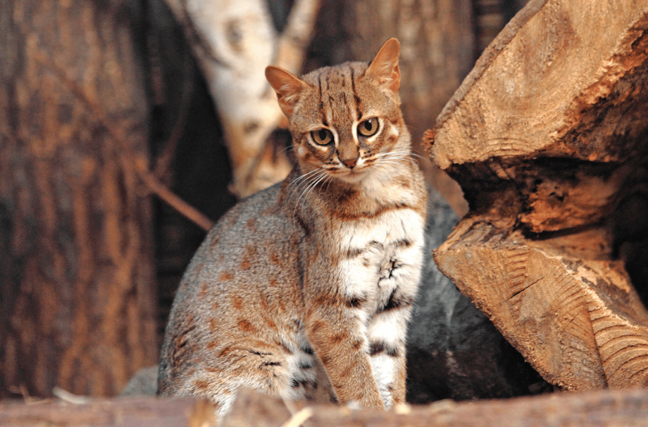 Рыжая пятнистая кошка Prionailurus rubiginosus