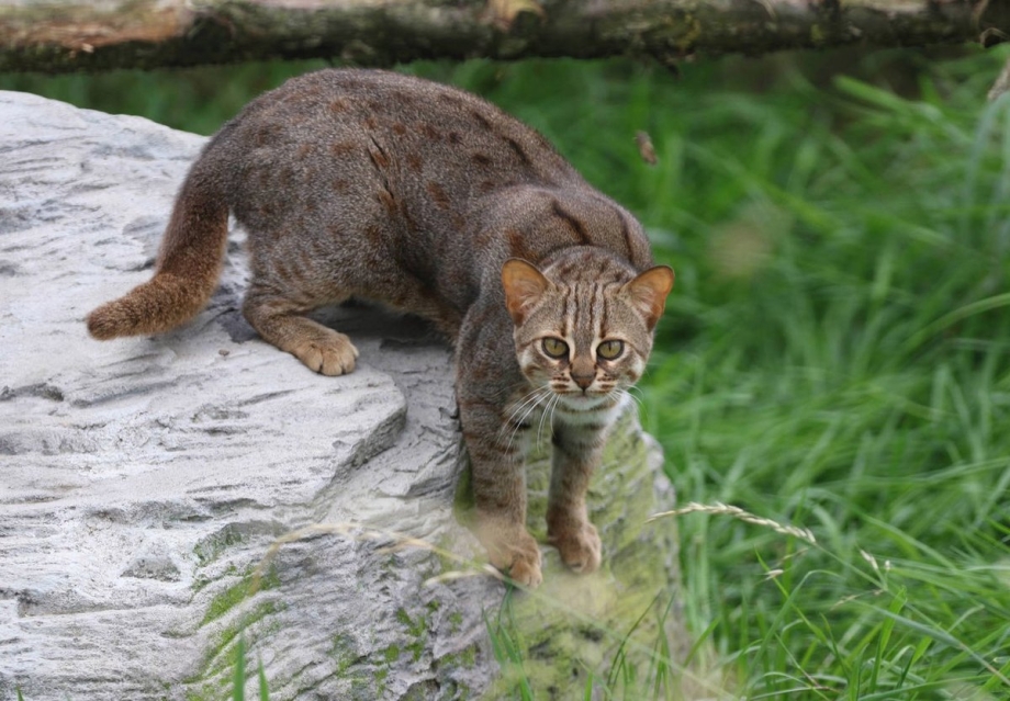 Дикая ржавая кошка