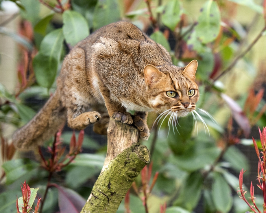 Prionailurus rubiginosus самая маленькая