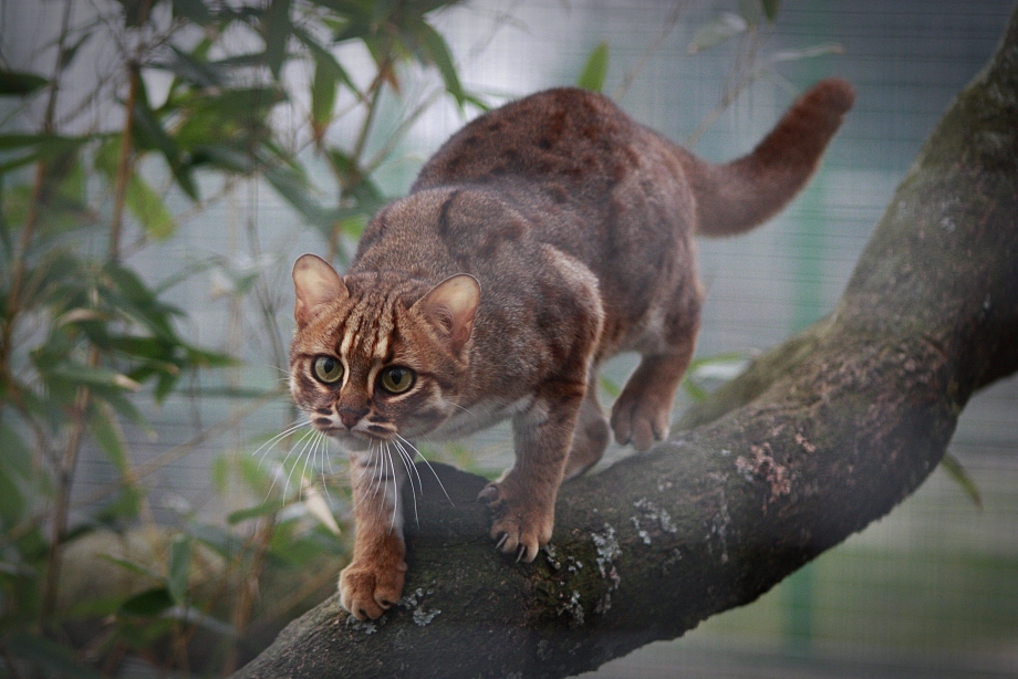 Ржавая кошка