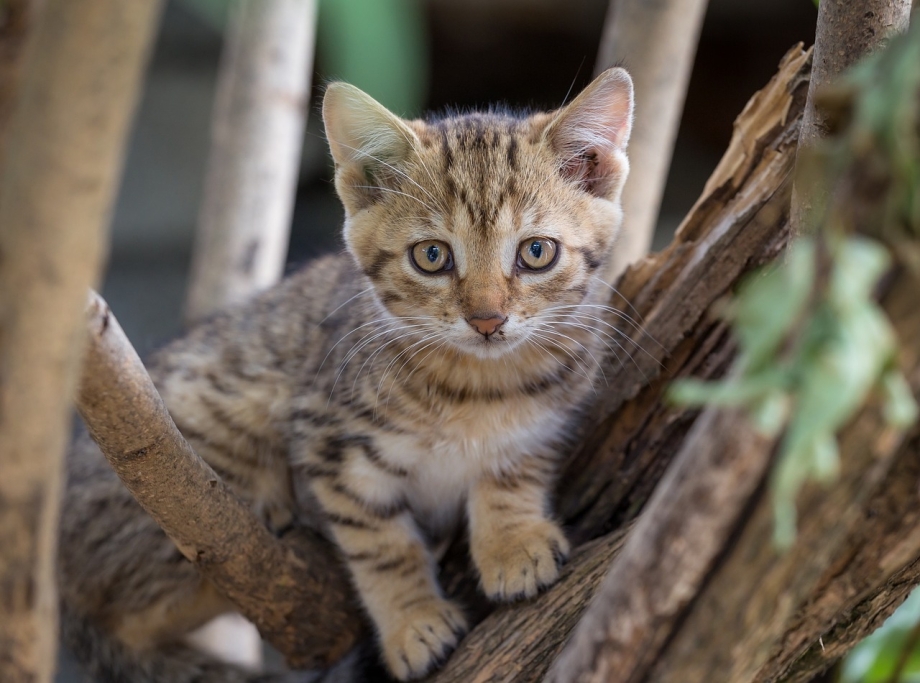 Ржавая кошка