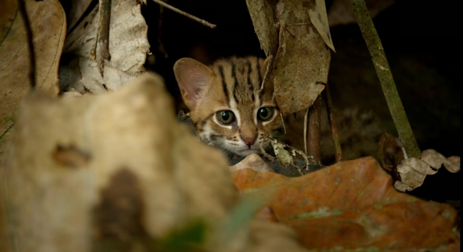 Ржавая кошка
