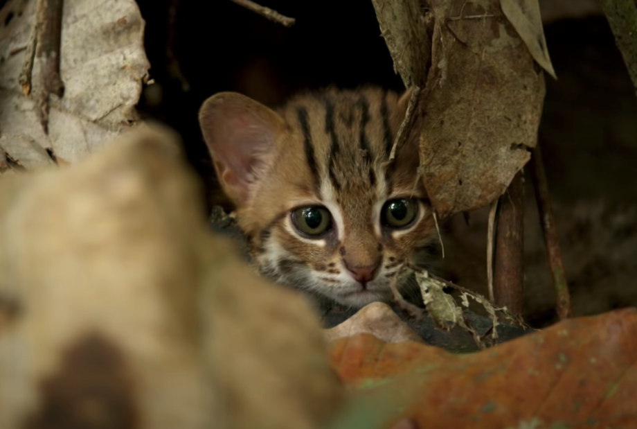 Кошка ржавого окраса