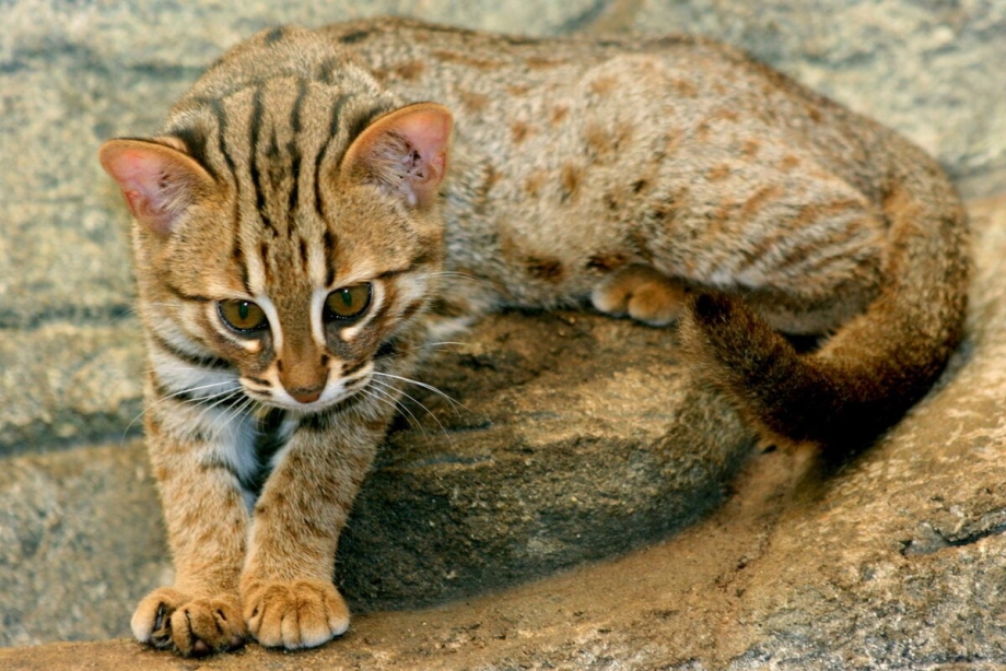 Rusty spotted Cat