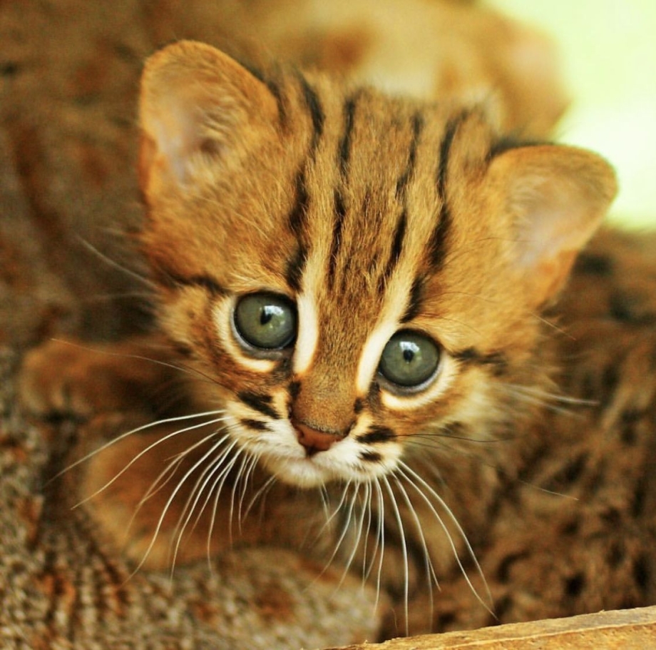 Rusty spotted Cat котята