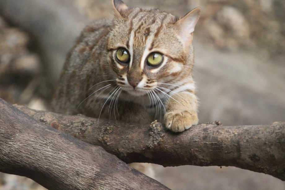 Рыжая пятнистая кошка Prionailurus rubiginosus