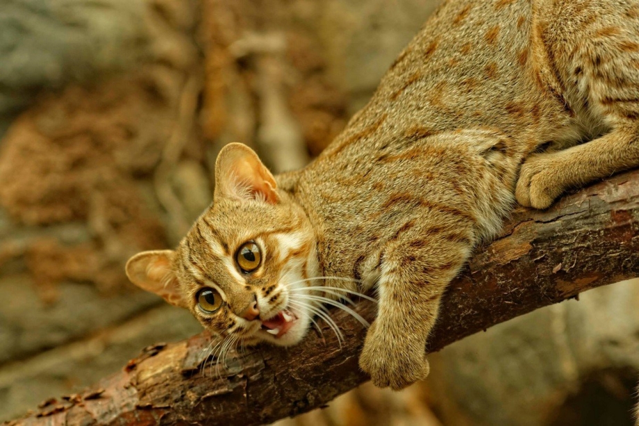 Рыжая пятнистая кошка Prionailurus rubiginosus