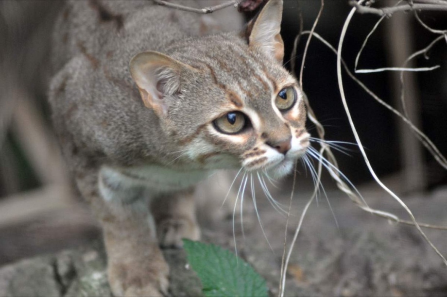 Rusty spotted Cat котята