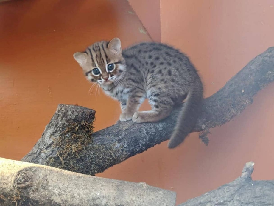 Ржавая кошка котята