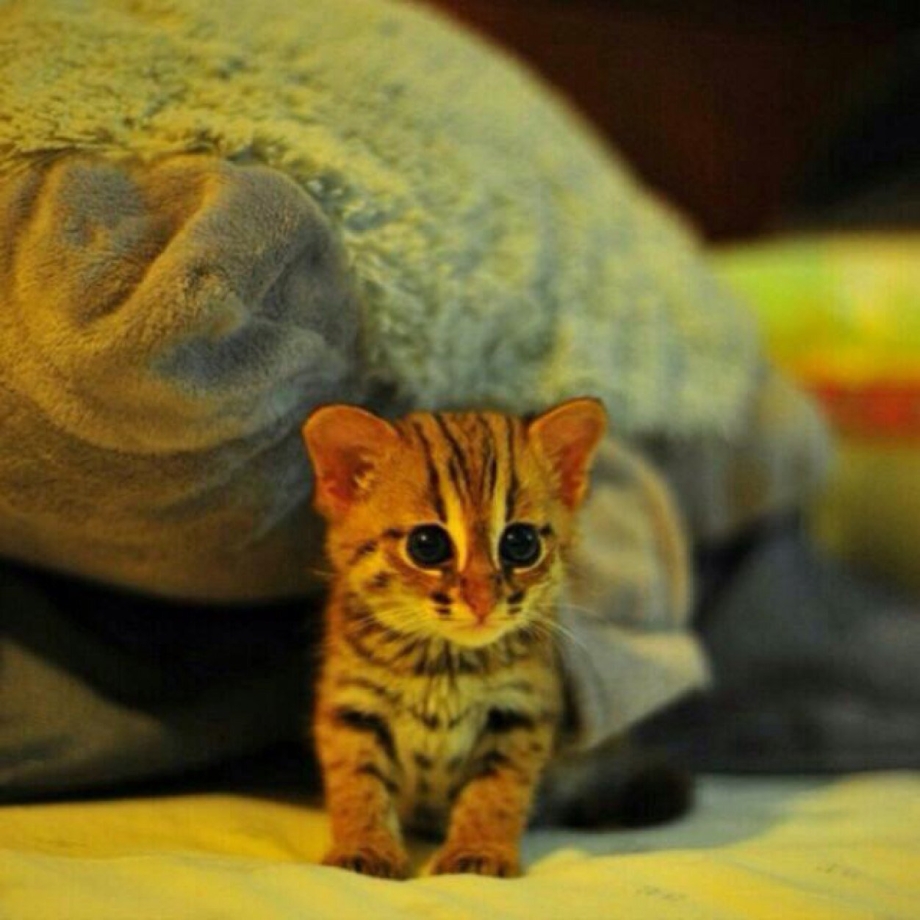 Самые маленькие коты