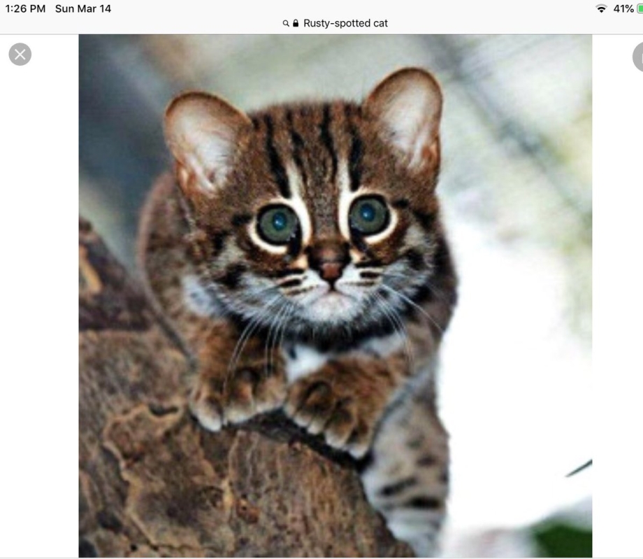 Абиссинская кошка