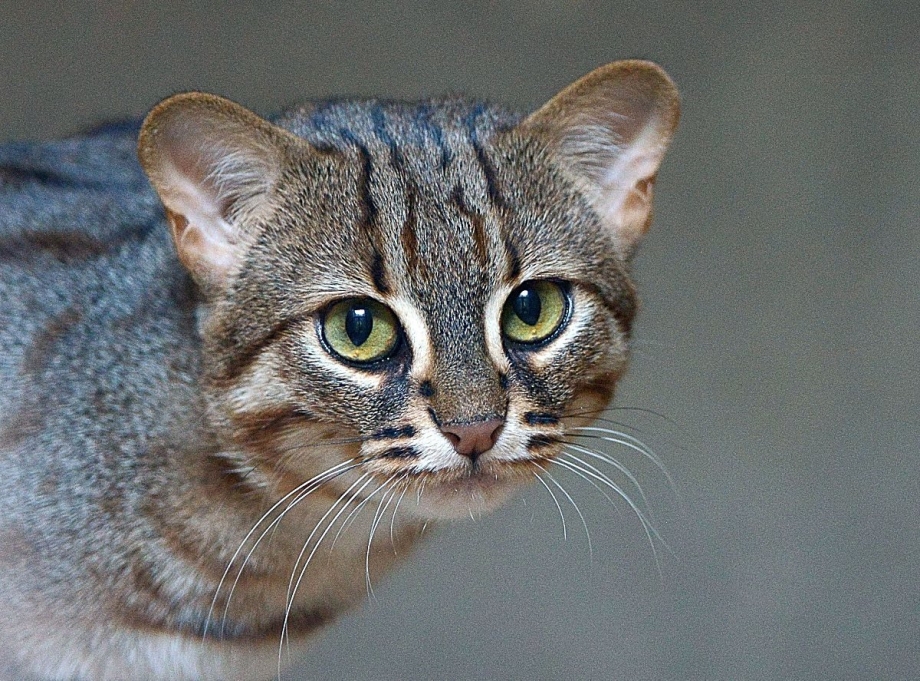 Самый мелкий кот