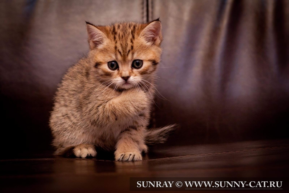 Rusty spotted Cat размер