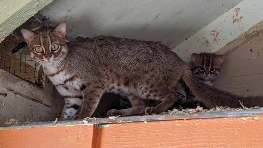 Rusty spotted Cat Baby