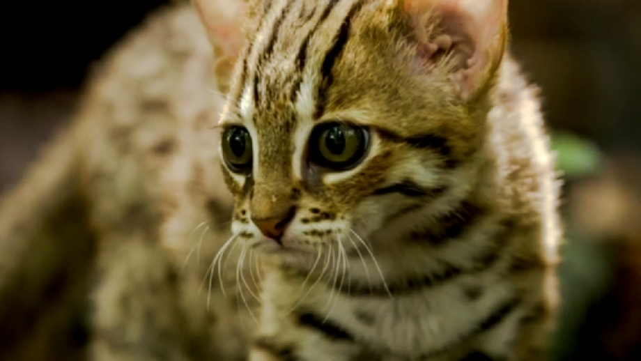 Дикая ржавая кошка