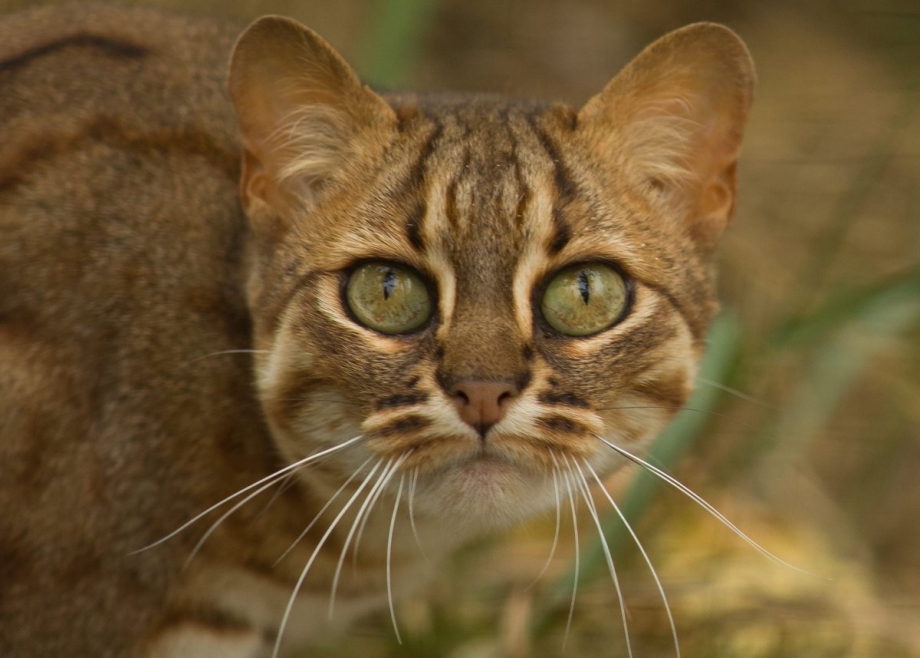 Rusty spotted Cat котята