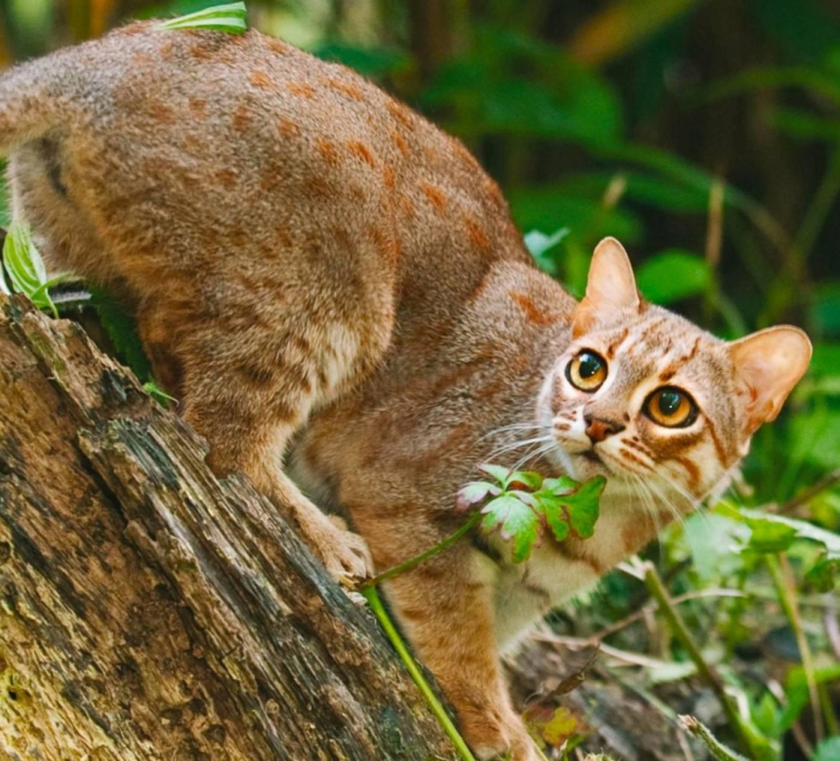 Нора дикого кота