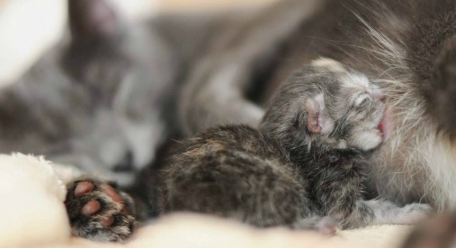 Кошка рожает котят маленьких