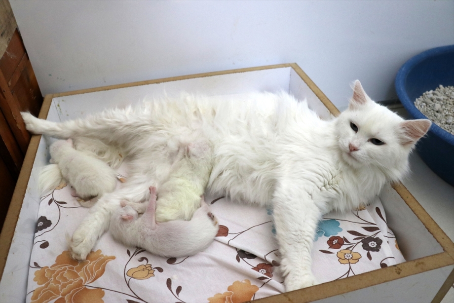 Кошка с котятами в коробке