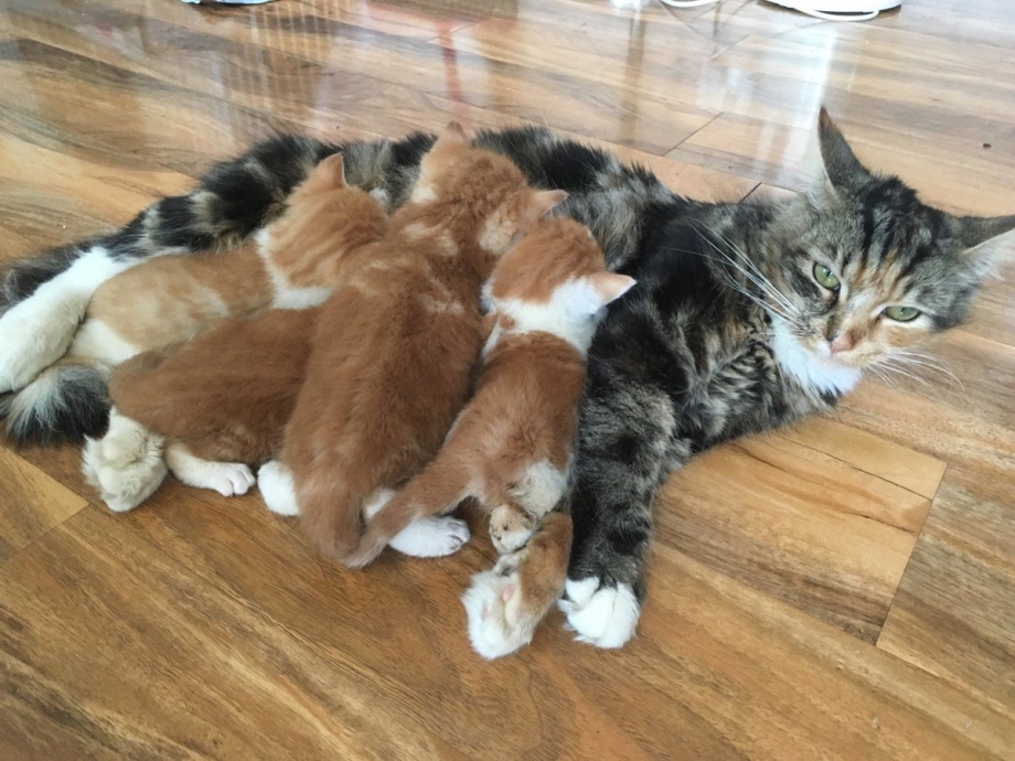 Британская кошка родила котят