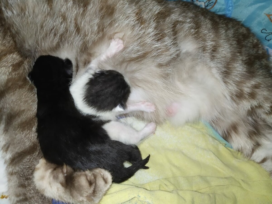 Место для родов кошки