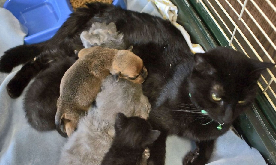 Удался котенка